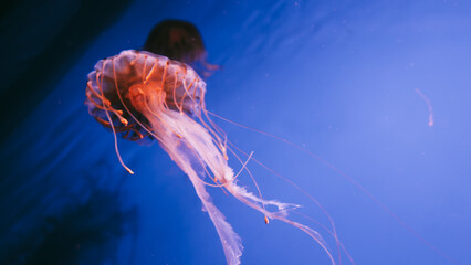 Horizontal close-up of a glowing orange compass jellyfish swimming in vibrant blue ocean water with long delicate tentacles and copy space. © Вита Курило