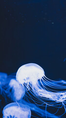 Vertical close-up of a glowing blue jellyfish swimming in deep dark water with large negative copy space above, minimalist marine life concept. © Вита Курило