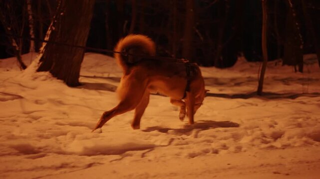 A dog being walked on a snowy street of a suburban area at night
