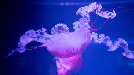 Horizontal close-up of a vibrant pink compass jellyfish floating with spread tentacles in deep blue neon water, beautiful underwater marine life concept. © Вита Курило