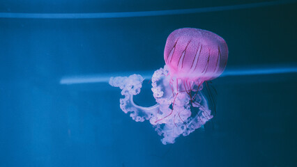Vibrant pink jellyfish floating gracefully on the right side with negative copy space on the left for design text, marine life background. © Вита Курило