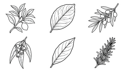 Vintage botanical line art collection, 6 hand drawn herb and leaf vector illustrations, black and white olive branch and eucalyptus sketches © rehman