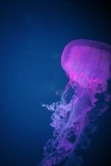Vibrant purple glowing jellyfish swimming vertically in deep blue water with empty copy space on the left side for text or design layout. © Вита Курило