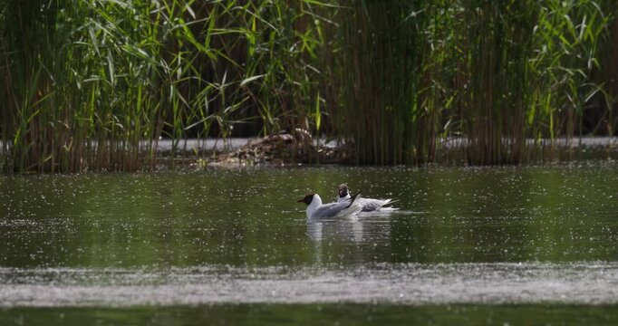 Three black-headed gulls swimming and splashing on summer lake with fluff floating in air slow motion