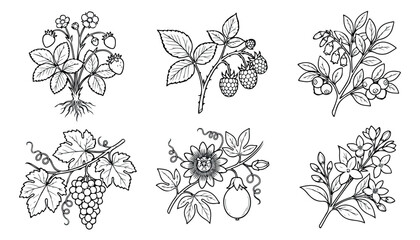 Vintage botanical berry and fruit line art collection, 6 hand drawn garden plant illustrations, black and white floral vector sketches for packaging © rehman