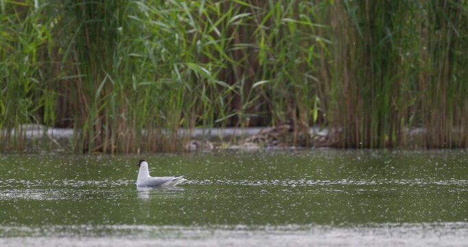 Two black-headed gulls swimming and interacting on summer lake with fluff floating in air slow motion