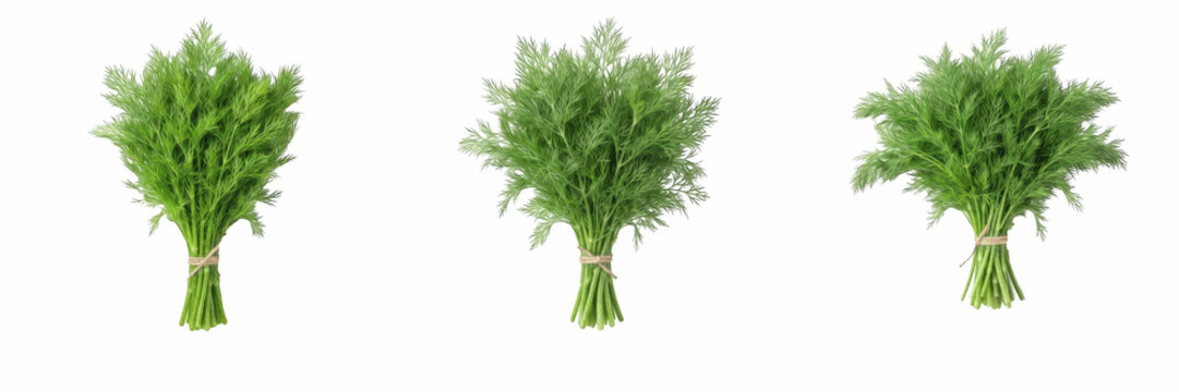 Fresh Green Dill Herb Bunches PNG, Isolated Aromatic Parsley or Carrot Tops Bundled with Twine, Organic Culinary Seasoning and Spice Design Element, Healthy Vegetable Leafy Green Graphic with Transpar