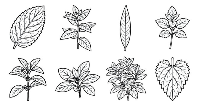 Hand drawn botanical herb leaves vector set, black and white line art foliage illustrations, 8 organic mint and basil leaf elements for packaging
