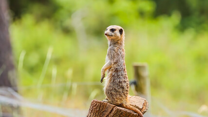 A meerkat standing upright and alert on a tree stump. © YOUSEF