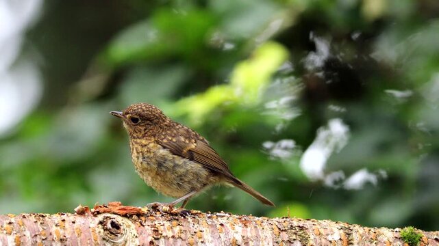 European Robin (Erithacus rubecula)