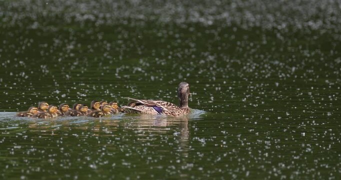 Mallard duck family with ducklings swimming together on summer lake with fluff slow motion