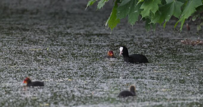 Eurasian coot family with chicks swimming together on summer lake covered with fluff slow motion