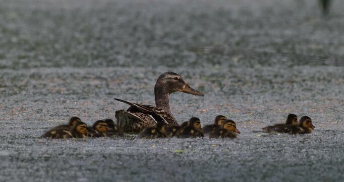 Mallard duck family with ducklings swimming together on summer lake with fluff slow motion