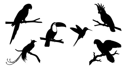 Exotic Tropical Birds Black Silhouette Icon Set Featuring Parrot Toucan Hummingbird and Cockatoo for Jungle Wildlife Nature Branding and Vector Graphic Designs © Salma
