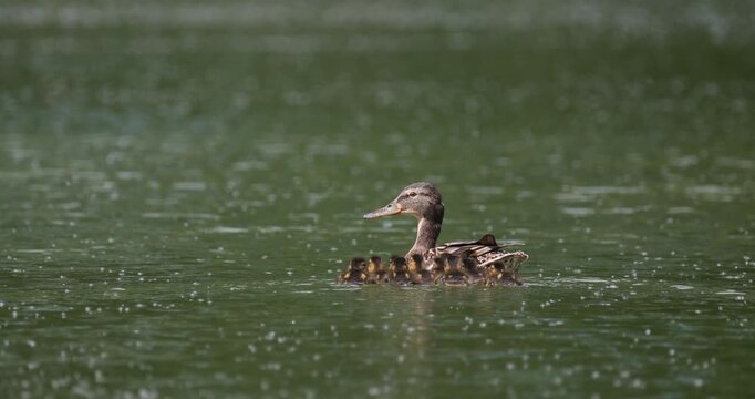 Mallard duck family with ducklings swimming together on summer lake with fluff slow motion
