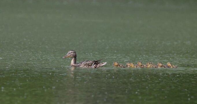 Mallard duck family with ducklings swimming together on summer lake with fluff slow motion