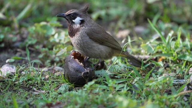 Himalayan Bulbul repeatedly pecks and feeds on fallen fruit while standing on a grassy forest floor in a natural outdoor setting
