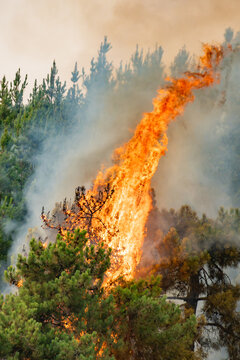 Forest fire consuming pine trees, sending large flames and thick smoke into the air, showcasing environmental destruction
