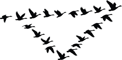 Black and white silhouette vector illustration of a flock of geese flying in V formation © MdOsiar