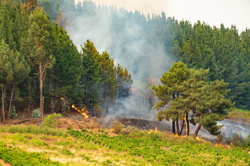 Obraz premium Wildfire burning along a dry forest edge, smoke rising as flames threaten a green vineyard. Natural disaster, drought