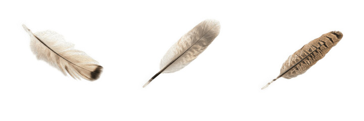 Soft fluffy natural bird feather isolated on transparent background, high-resolution wildlife graphic element for rustic design, dreamcatcher art, craft projects, and nature-themed branding. © charline