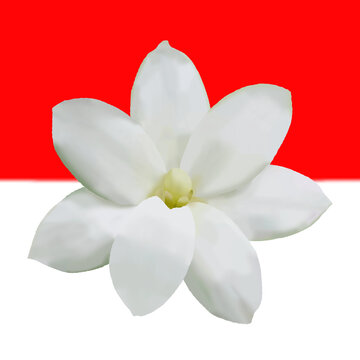  Jasmine white flower watercolor. Hand drawn bud delicate on red and white background. Ideal for logo of flag nation of Indonesian. A serene representation of jasmine petals.