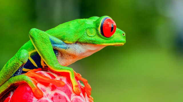 A vibrant red-eyed tree frog perched on a bright red flower.