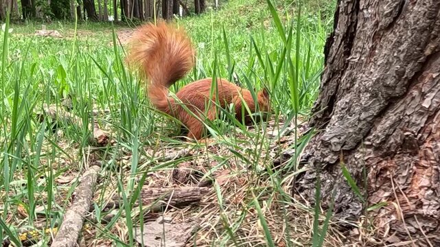 A red squirrel near a tree trunk digs a nut from the forest leaf litter, picks it up, and actively gnaws it. It approaches, excavates, grabs the nut in its paws, and chews in natural daylight.