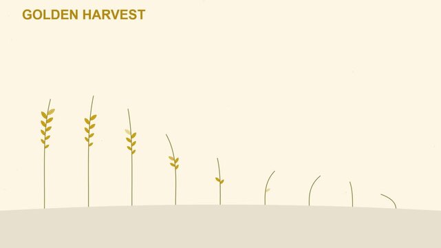 Golden Harvest Animated Wheat Growth Illustration