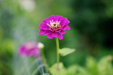 Fototapeta premium Purple zinnia flower blooming on stem in outdoor garden. Concept of floral background, outdoor plants, horticulture and botanical species.