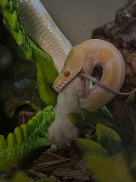 Albino Ball Python Feeding on White Mouse Inside Terrarium