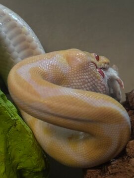 Albino Ball Python Beginning to Swallow Mouse in Terrarium
