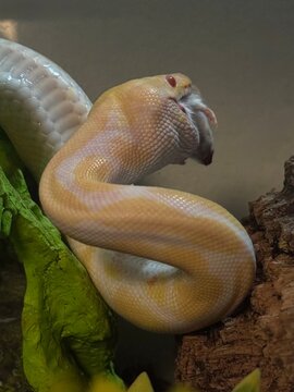 Albino Ball Python Beginning to Swallow Mouse in Terrarium