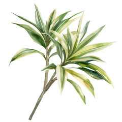 Fototapeta premium Dracaena Branch, lively watercolor vector drawing with intricate brush, isolated on a white background.