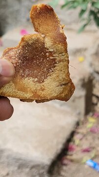 Close up preview of a rustic artisanal pork chicharron piece with visible skin hair.
