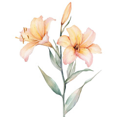 Obraz premium Daylily Branch, lively watercolor vector drawing with intricate brush, isolated on a white background.