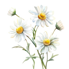 Obraz premium Dahlberg Daisy Branch, lively watercolor vector drawing with intricate brush, isolated on a white background.