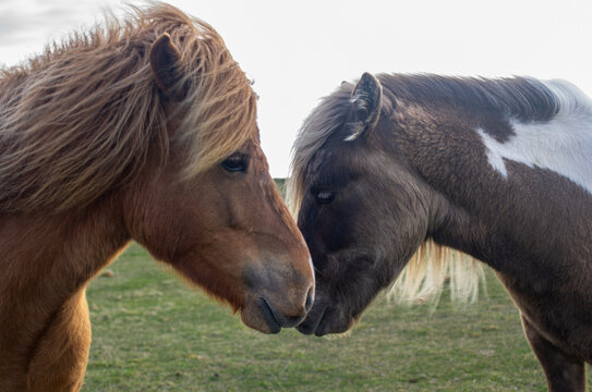 Icelandic horses on th field,&nbsp;Iceland