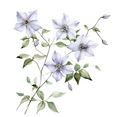 Obraz premium Clematis Branch, playful watercolor vector painting with subtle shadowing and soft gradients, isolated on a white background.