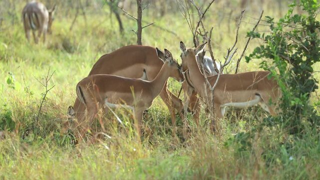 Two young impalas stand face to face, gently grooming each other's faces and necks in a touching display of social bonding. Filmed in Mkhuze Game Reserve, South Africa,