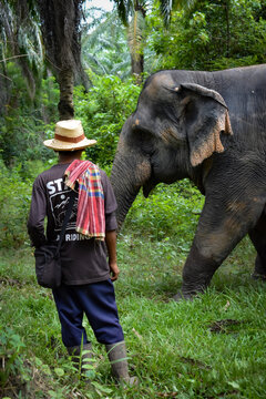 Elephant sanctuary