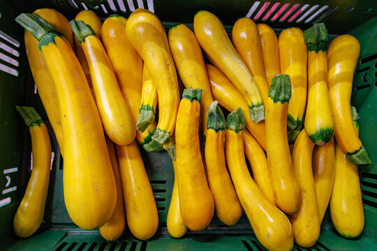 Fresh yellow squash in a green basket at a local farmers market during the summer season