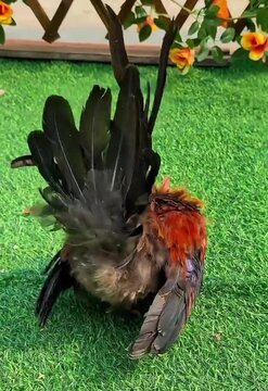 bird in the grass