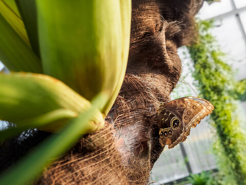 Owl butterfly resting on palm tree bark camouflage