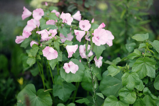 Pink lavatera flowers blooming on bush in outdoor garden. Concept of floral background, outdoor plants, horticulture and botanical species.