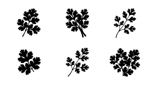 Cilantro Herb Vector Icons, Fresh Coriander Leaf Sprigs, Culinary Ingredient Silhouettes