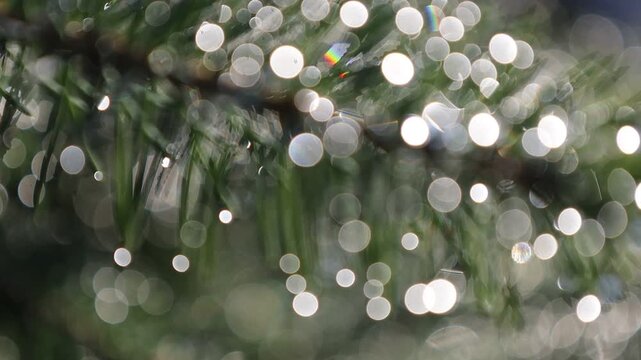 Glistening Water Droplets on Tree Branch, Post-Rain Sunlight - Seamless Loop