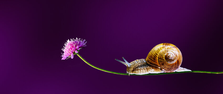 Garden snail on a slender stem with a delicate purple wildflower against a dark violet background. Minimal nature composition with copy space, showcasing wildlife and natural beauty.