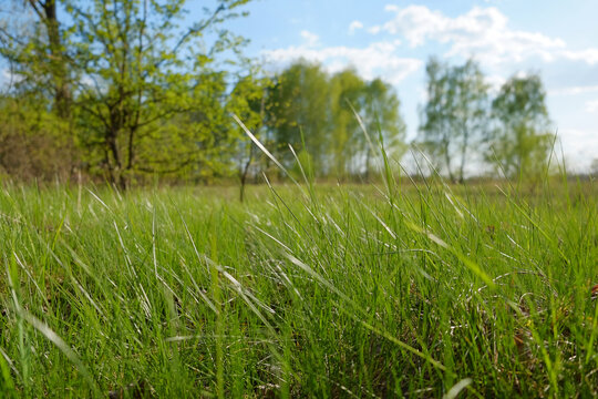 Fresh green grass in a sunny meadow with trees and blue sky in the background. Low-angle spring landscape featuring natural vegetation, soft focus, and a peaceful outdoor atmosphere