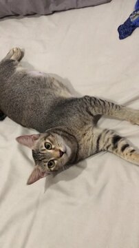 A cute grey tabby cat with American bobtail is lying down with funny face expression on a white bed sheet.